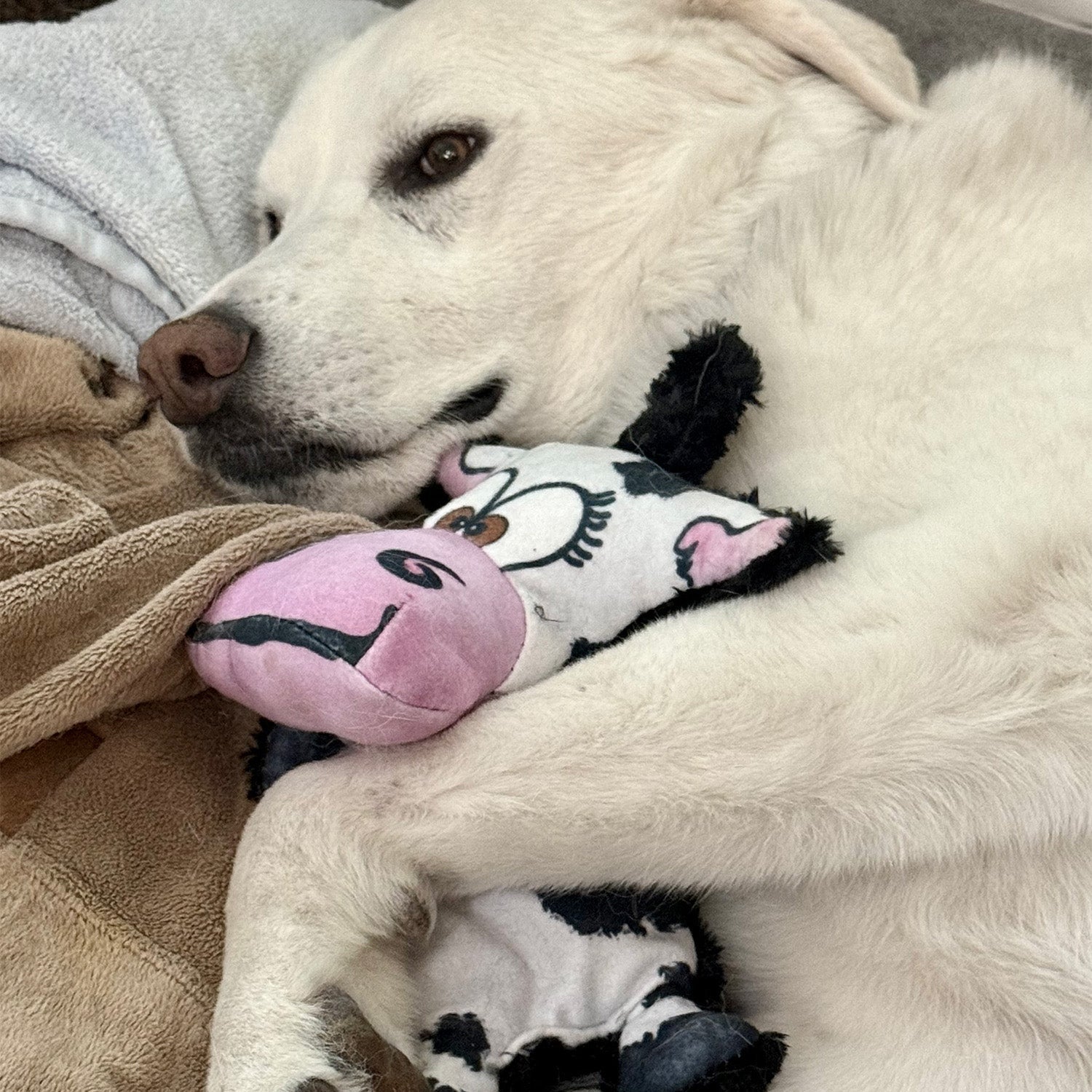 Moo-Ria the Cow