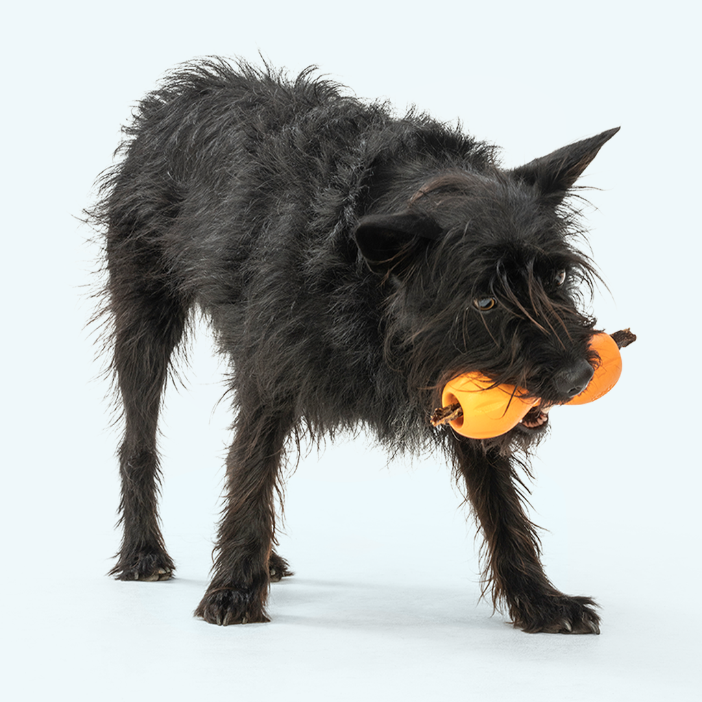 Qwizl – Tough Treat-Dispensing Dog Toy