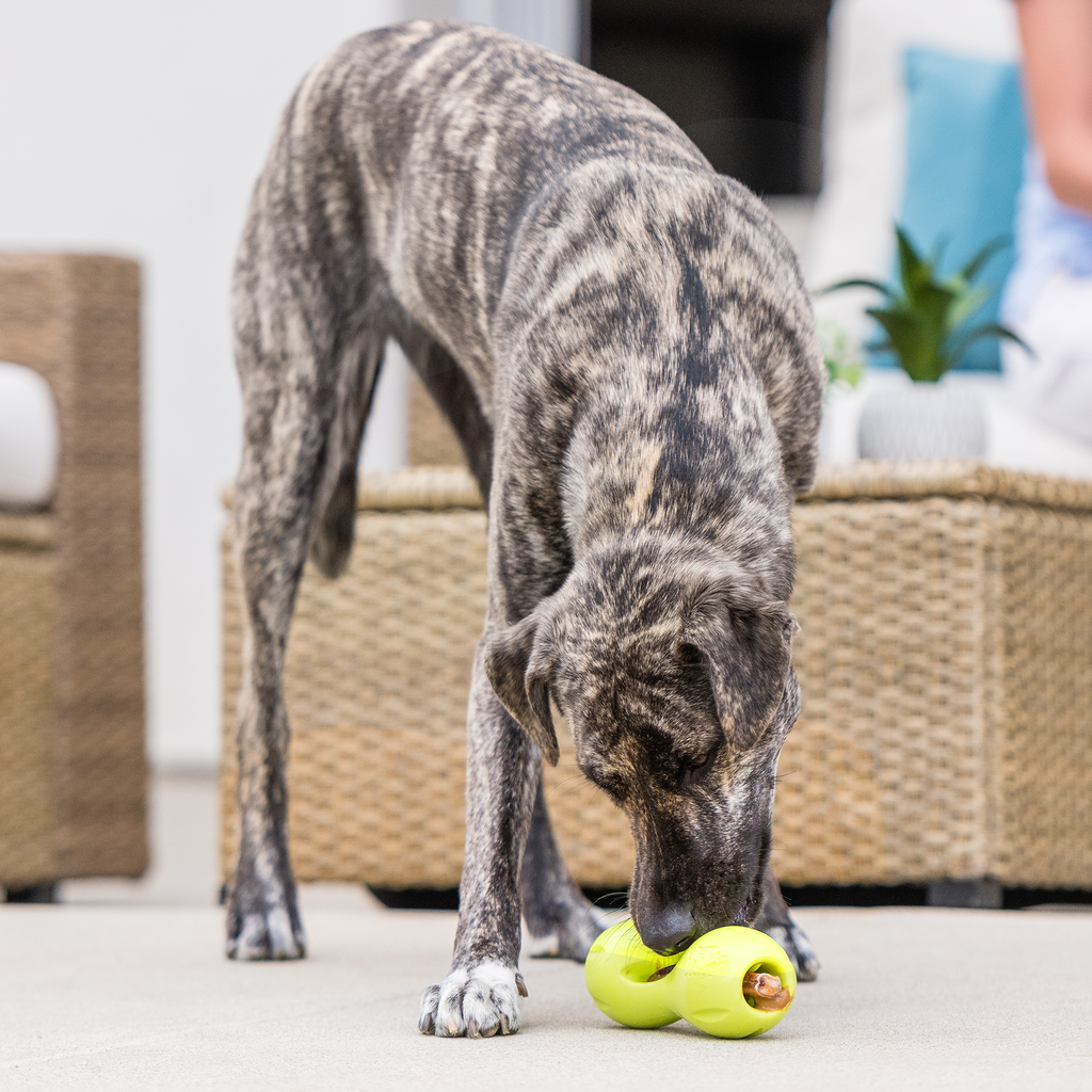 Qwizl – Tough Treat-Dispensing Dog Toy