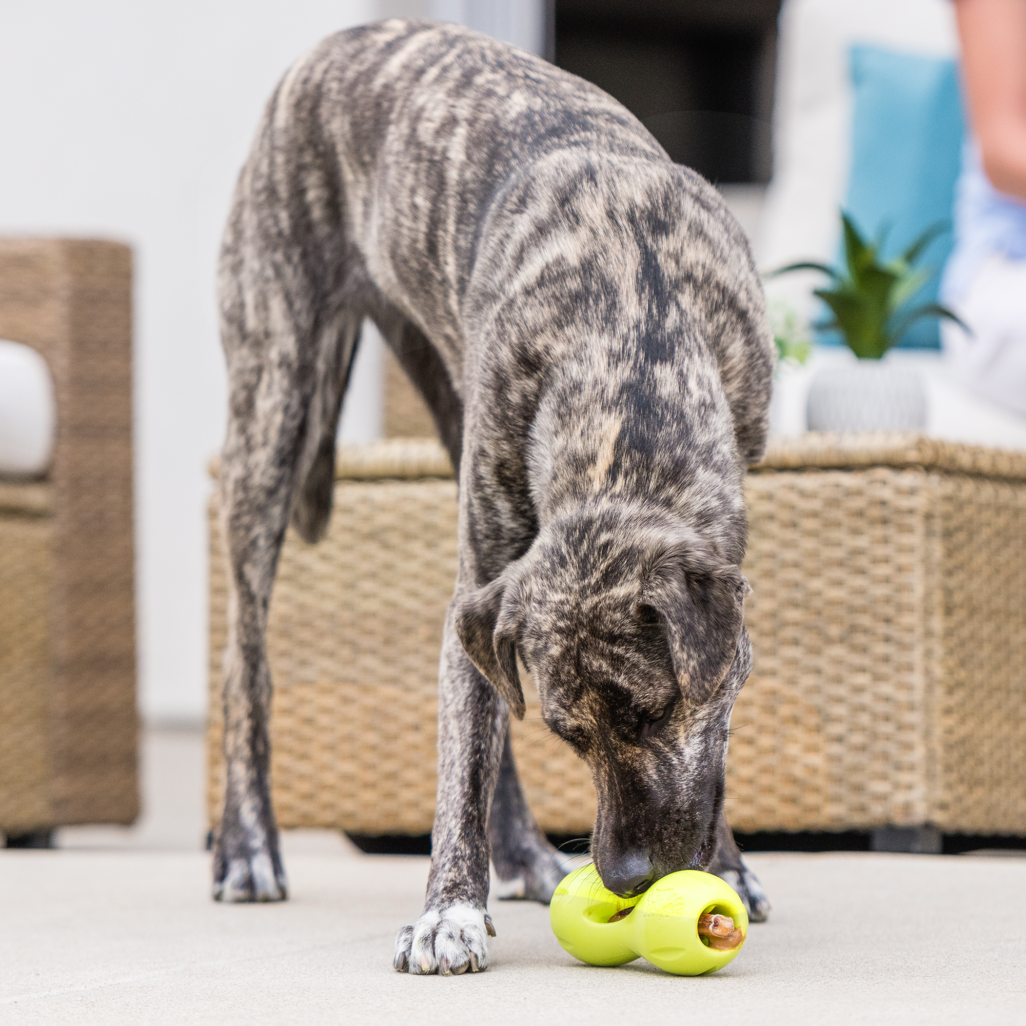 Qwizl – Tough Treat-Dispensing Dog Toy