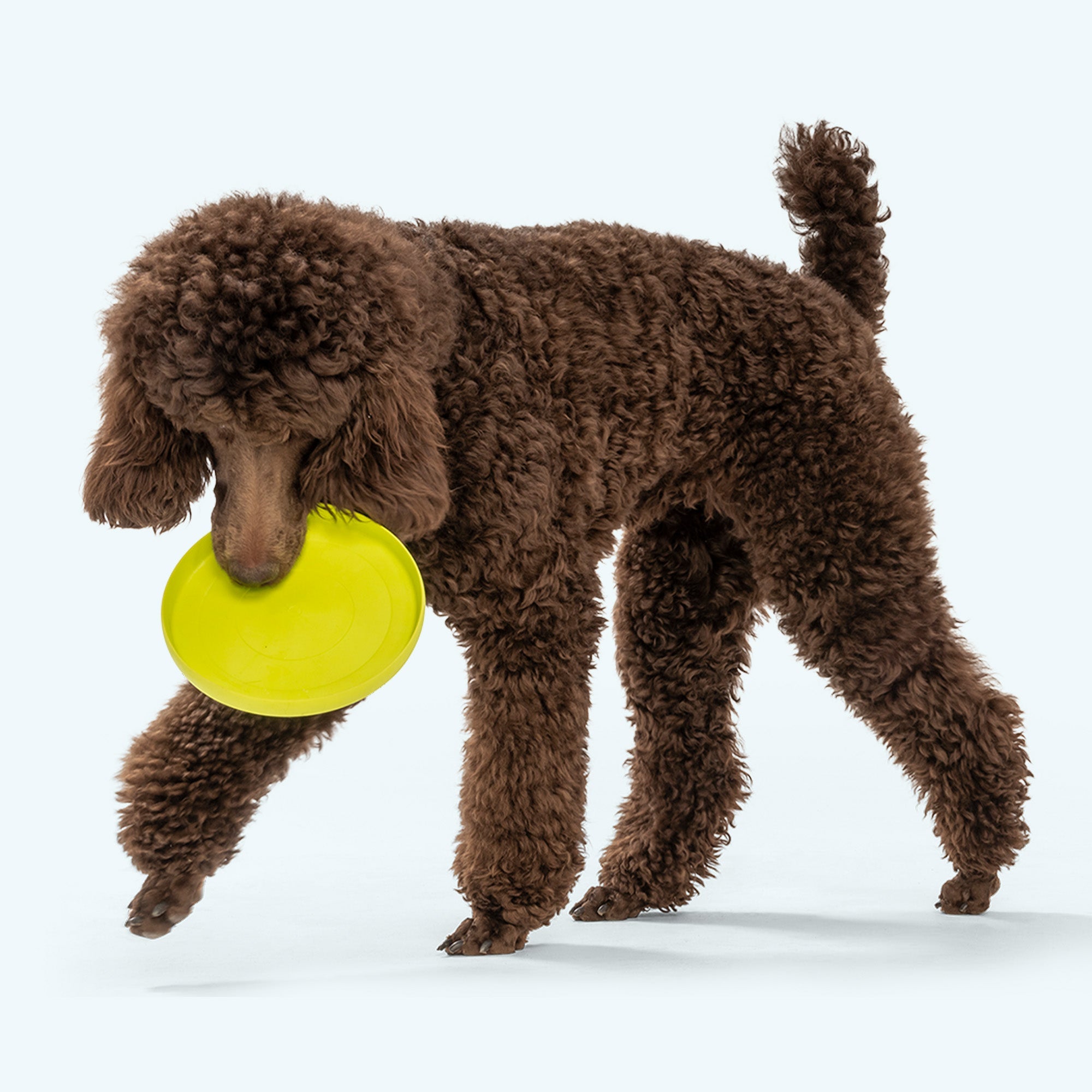 Zisc – Tough Floating Dog Frisbee