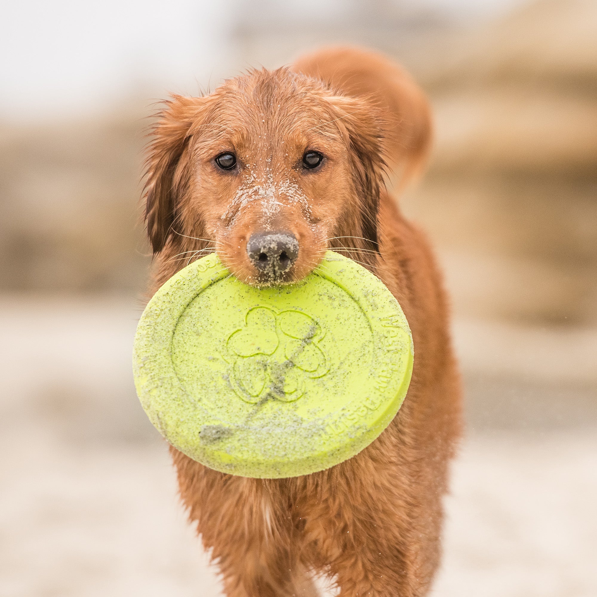 Zisc – Tough Floating Dog Frisbee